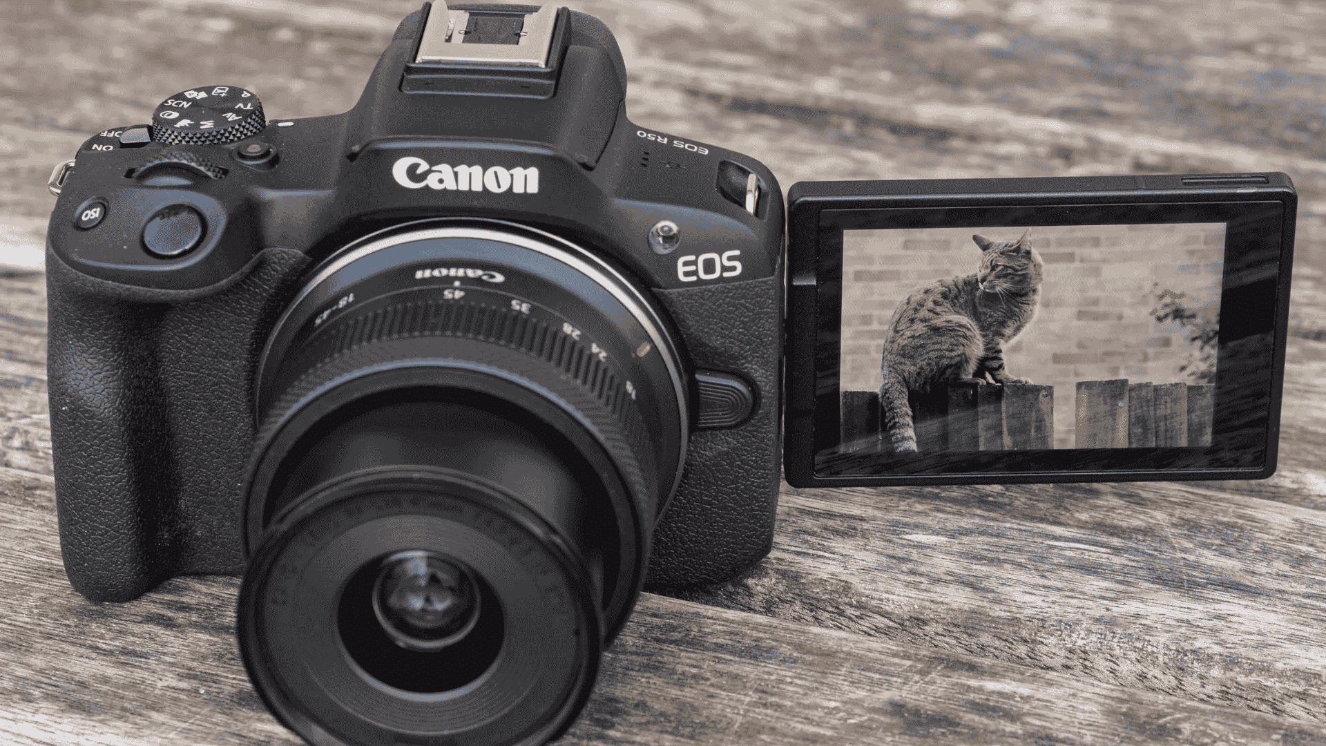 Black Canon EOS R50 camera with an open LCD screen displaying a picture of a cat sitting on a fence.